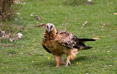 Gypaète barbu, .Gypaetus barbatus, Bearded Vulture, Pyrénées