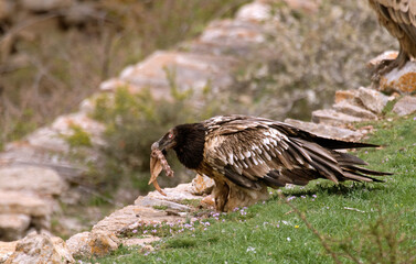 Gypaète barbu, .Gypaetus barbatus, Bearded Vulture, Pyrénées