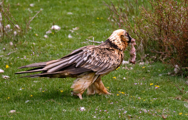 Gypaète barbu, .Gypaetus barbatus, Bearded Vulture, Pyrénées