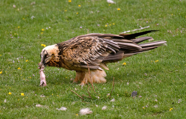 Gypaète barbu, .Gypaetus barbatus, Bearded Vulture, Pyrénées