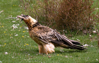 Gypaète barbu, .Gypaetus barbatus, Bearded Vulture, Pyrénées