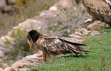 Gypaète barbu, .Gypaetus barbatus, Bearded Vulture, Pyrénées