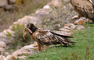 Gypaète barbu, .Gypaetus barbatus, Bearded Vulture, Pyrénées