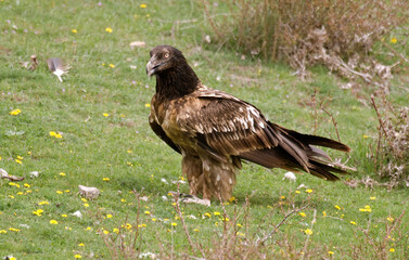 Gypa&egrave;te barbu, .Gypaetus barbatus, Bearded Vulture, Pyr&eacute;n&eacute;es