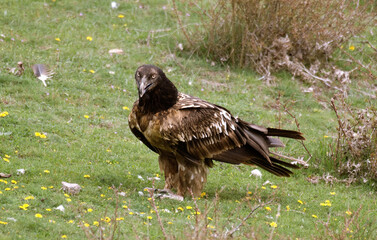 Gypaète barbu, .Gypaetus barbatus, Bearded Vulture, Pyrénées