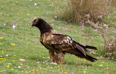 Gypaète barbu, .Gypaetus barbatus, Bearded Vulture, Pyrénées