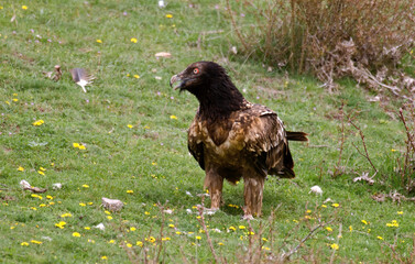 Gypaète barbu, .Gypaetus barbatus, Bearded Vulture, Pyrénées