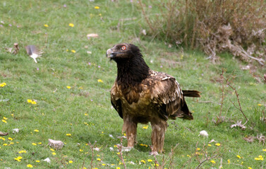 Gypaète barbu, .Gypaetus barbatus, Bearded Vulture, Pyrénées