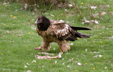 Gypaète barbu, .Gypaetus barbatus, Bearded Vulture, Pyrénées