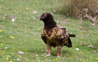 Gypaète barbu, .Gypaetus barbatus, Bearded Vulture, Pyrénées