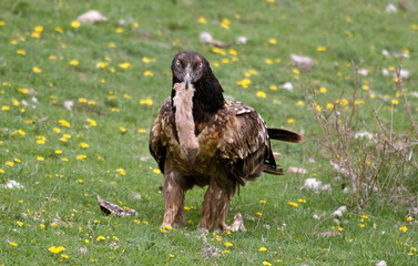 Gypaète barbu, .Gypaetus barbatus, Bearded Vulture, Pyrénées