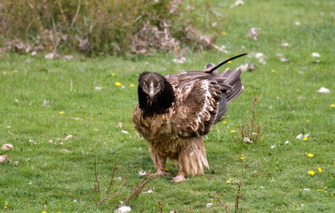 Gypaète barbu, .Gypaetus barbatus, Bearded Vulture, Pyrénées