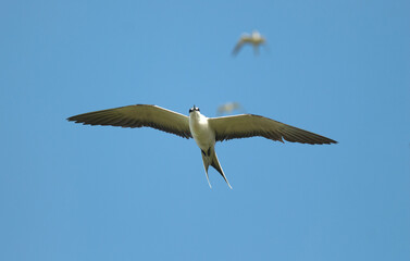 Sterne fuligineuse,.Onychoprion fuscatus, Sooty Tern, Ile Bird Island, Réserve naturelle, Iles Seychelles