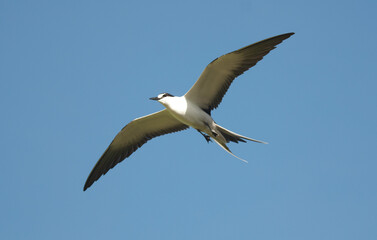 Sterne fuligineuse,.Onychoprion fuscatus, Sooty Tern, Ile Bird Island, Réserve naturelle, Iles Seychelles