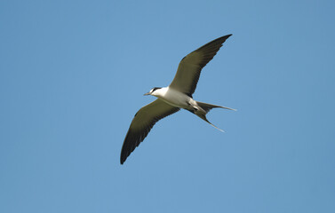 Sterne fuligineuse,.Onychoprion fuscatus, Sooty Tern, Ile Bird Island, Réserve naturelle, Iles Seychelles