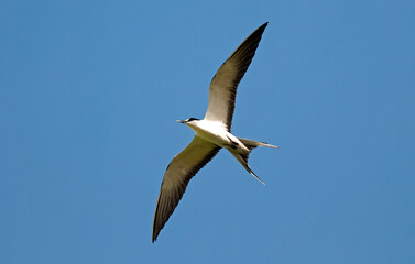Sterne fuligineuse,.Onychoprion fuscatus, Sooty Tern, Ile Bird Island, Réserve naturelle, Iles Seychelles