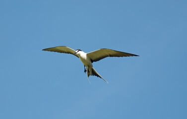 Sterne fuligineuse,.Onychoprion fuscatus, Sooty Tern, Ile Bird Island, Réserve naturelle, Iles Seychelles