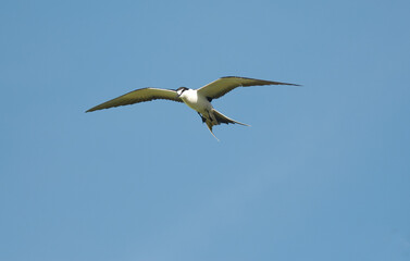 Sterne fuligineuse,.Onychoprion fuscatus, Sooty Tern, Ile Bird Island, Réserve naturelle, Iles Seychelles