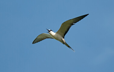 Sterne fuligineuse,.Onychoprion fuscatus, Sooty Tern, Ile Bird Island, Réserve naturelle, Iles Seychelles