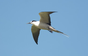Sterne fuligineuse,.Onychoprion fuscatus, Sooty Tern, Ile Bird Island, Réserve naturelle, Iles Seychelles