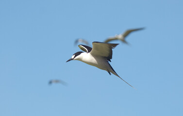 Sterne fuligineuse,.Onychoprion fuscatus, Sooty Tern, Ile Bird Island, Réserve naturelle, Iles Seychelles