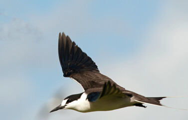 Sterne fuligineuse,.Onychoprion fuscatus, Sooty Tern, Ile Bird Island, Réserve naturelle, Iles Seychelles