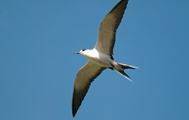 Sterne fuligineuse,.Onychoprion fuscatus, Sooty Tern, Ile Bird Island, Réserve naturelle, Iles Seychelles