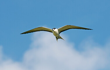 Sterne fuligineuse,.Onychoprion fuscatus, Sooty Tern, Ile Bird Island, Réserve naturelle, Iles Seychelles