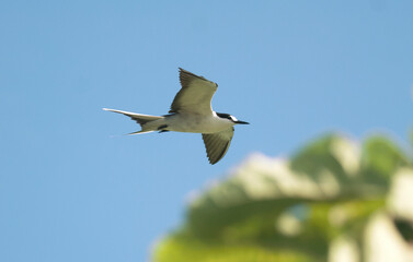 Sterne fuligineuse,.Onychoprion fuscatus, Sooty Tern, Ile Bird Island, Réserve naturelle, Iles Seychelles