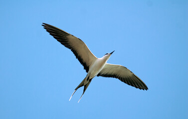 Sterne fuligineuse,.Onychoprion fuscatus, Sooty Tern, Ile Bird Island, Réserve naturelle, Iles Seychelles