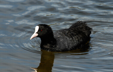 Foulque macroule, .Fulica atra, Eurasian Coot
