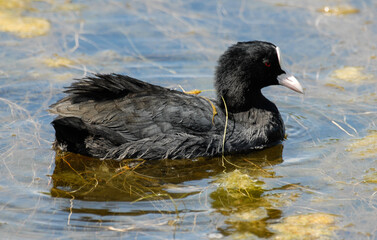 Foulque macroule, .Fulica atra, Eurasian Coot