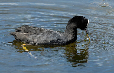 Foulque macroule, .Fulica atra, Eurasian Coot