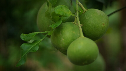 Green pomelo fruit is a citrus fruit that has vitamin C benefits, with a round shape. Pomelo is also known as Balinese orange