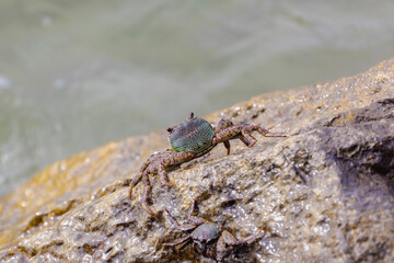 Selective focus of crab in its natural habitat, Leptograpsus variegatus, known as the purple rock crab is a marine large-eyed crab of the family Grapsidae, Living out naturally animal along seashore.