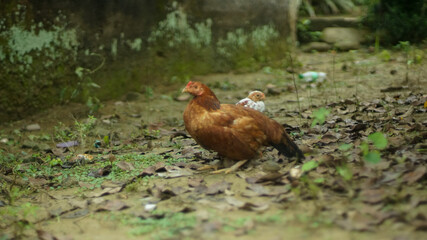 The mother hen is brown with white chicks