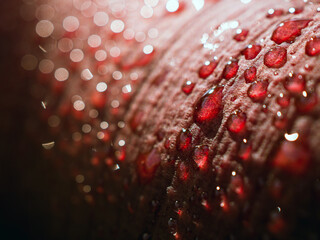 Red skin apple with droplets Macro Close-Up Shot