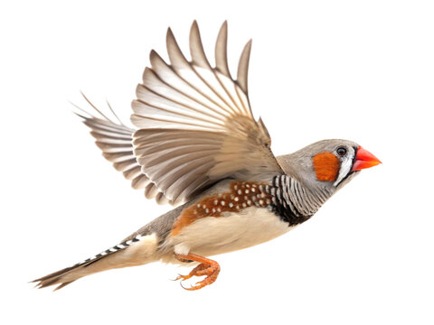 Zebra Finch flying isolated on transparent background
