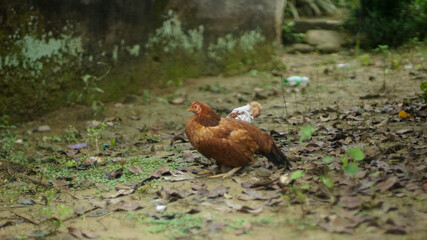 Fototapeta premium The mother hen is brown with white chicks