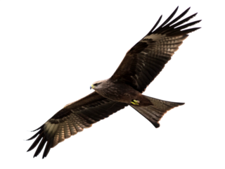 Black Kite Soars flying in air isolated on transparent background