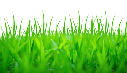 green grass field isolated on transparent background, png, green grass isolated on white,