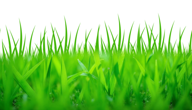 green grass field isolated on transparent background, png, green grass isolated on white,
