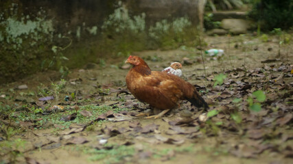 The mother hen is brown with white chicks