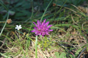 Fleur solitaire violette en prairie, de près, nature en éclosion du printemps dans le sud de la France