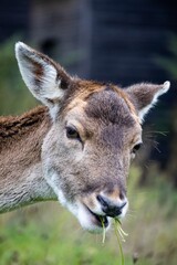 Somptueux daims en France