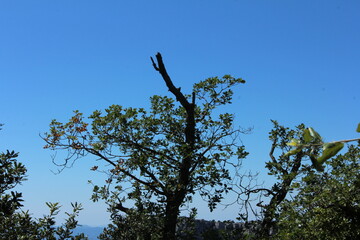 Vieil arbre mort au milieu de la forêt en bord de clairière dans la Provence, côte d'Azur, Alpes
