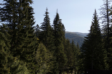 Romania Sinaia forest view on a cloudy summer day