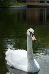 White swans swim in the pond
