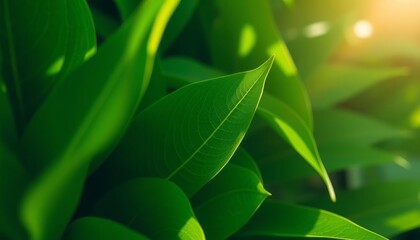 A close-up of vibrant green leaves bathed in warm sunlight, capturing the beauty and freshness of nature. Perfect for spring and summer-themed designs.