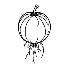 jicama outline vector illustration with round body and thin root extensions